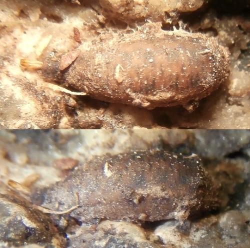 Psilota atra